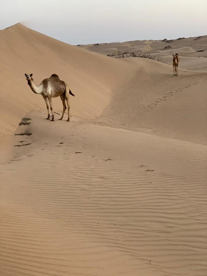 Golden Palm Oasis Hotel Fulayj al Masha'ikh Bagian luar foto