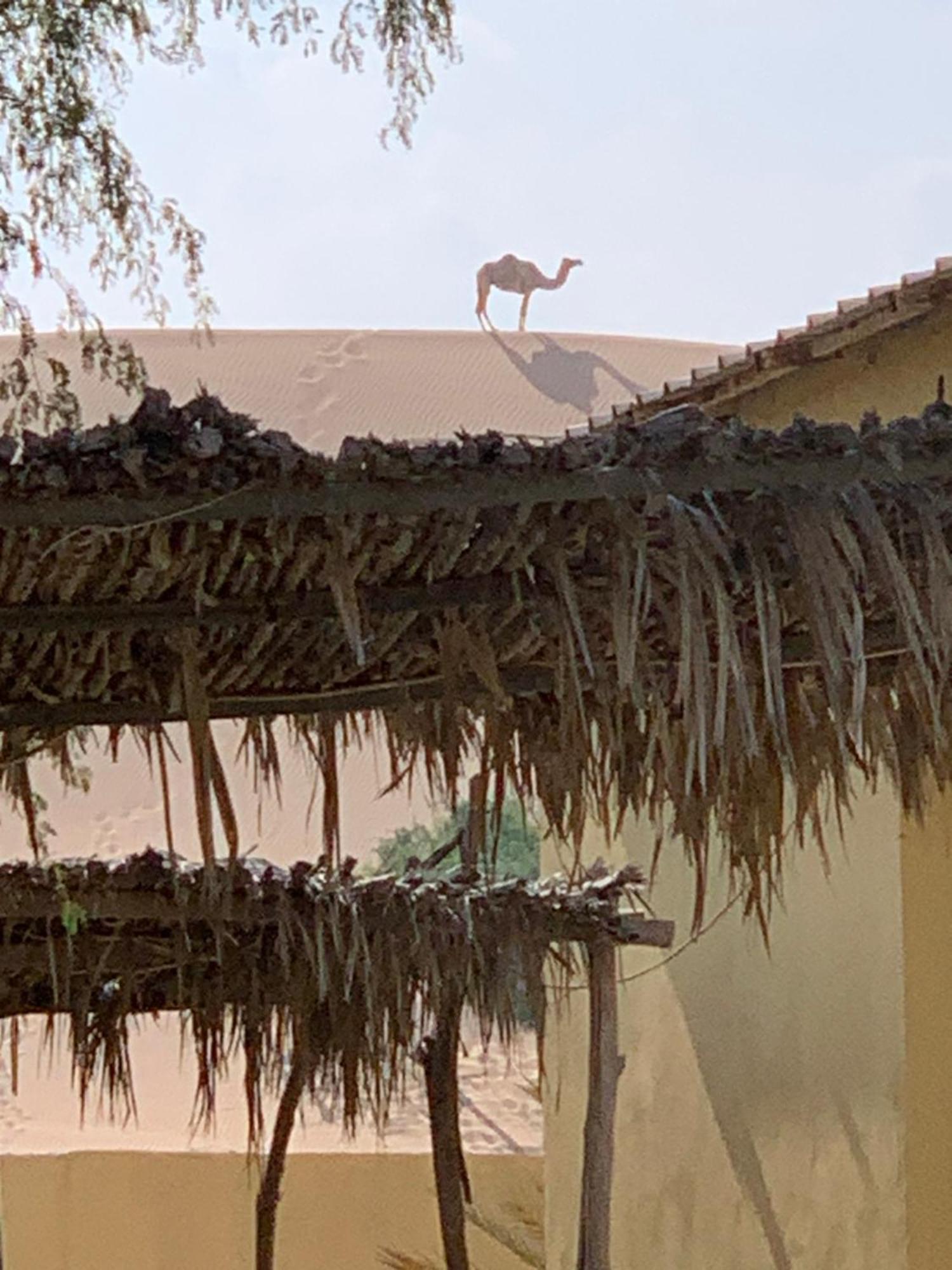 Golden Palm Oasis Hotel Fulayj al Masha'ikh Bagian luar foto